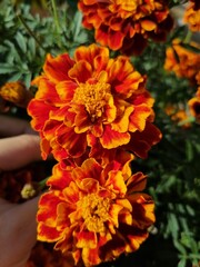 orange chrysanthemum flower