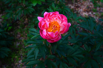 Fragrant herbaceous pink peony flower in bloom