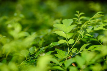 Fototapeta na wymiar close up of green parsley