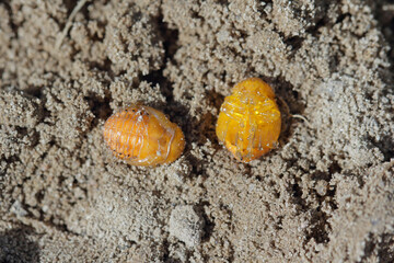 Pupae of Colorado potato beetle (Leptinotarsa decemlineata) - the most important pest of potato crops.