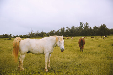 Fototapeta na wymiar Rainy day, horses in the ranch, North Shore, Oahu, Hawaii
