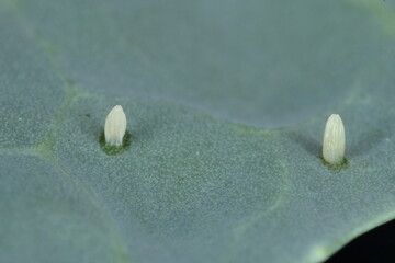 Eggs of small cabbage white - Pieris rapae (latin name) on the leaf. It is a serious pest of cabbage, cauliflower, cobblestones and other plants