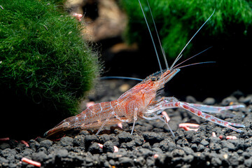 Freshwater pawn (Macrobrachium sp.) found in central of Thailand