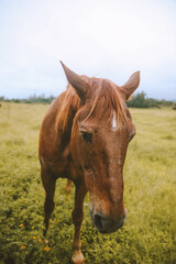 Fototapeta premium Rainy day, horses in the ranch, North Shore, Oahu, Hawaii