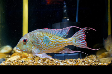 Geophagus megasema a beautiful cichlids from Rio Madeira basin, Brazil