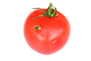 Tomato damaged by caterpillars of tomato leafminer also called tomato pinworm or South American tomato moth - Tuta absoluta (latin name). It is a serious pest of tomatoes around the world.