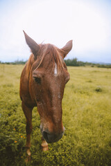 Naklejka na ściany i meble Rainy day, horses in the ranch, North Shore, Oahu, Hawaii