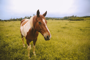 Rainy day, horses in the ranch, North Shore, Oahu, Hawaii