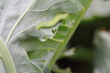 Caterpillar of Silver Y moth caterpillar (Autographa gamma). It is a serious pest of various crops
