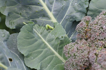 Caterpillar of Silver Y moth caterpillar (Autographa gamma). It is a serious pest of various crops