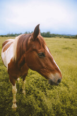 Fototapeta premium Rainy day, horses in the ranch, North Shore, Oahu, Hawaii