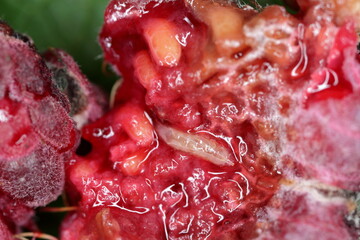 larvae of Drosophila suzuki in the raspberry fruit. It is a fruit fly a major pest species of many...