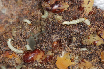 Caterpillars of Indianmeal moth - Plodia interpunctella a pyraloid moth of the family Pyralidae. It is common pest of stored products and pest of food in homes. caterpillars on damaged walnuts.