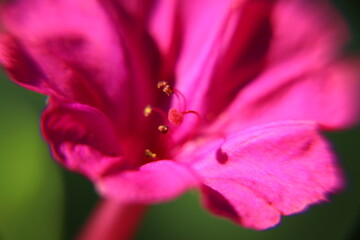 macro of a pink flower