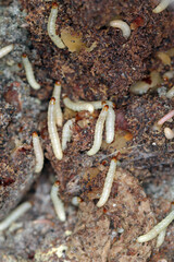 Caterpillars of Indianmeal moth - Plodia interpunctella a pyraloid moth of the family Pyralidae. It is common pest of stored products and pest of food in homes. caterpillars on damaged walnuts.