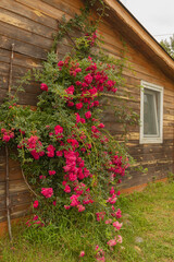 Fototapeta na wymiar Decorative red rose grows on the wall of the house