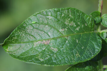 Potato leafhopper - Empoasca fabae - damages crops through direct feeding on the sap. It is a piercing-sucking insect that causes injury referred to as “hopperburn. Larva on potato leaf and damage.