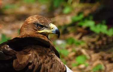 White-tailed eagle (Haliaeetus albicilla) close-up, looking at the camera. Bird of prey