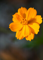 Orange cosmos flower growing in the garden