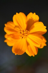 Fototapeta premium Orange cosmos flower growing in the garden