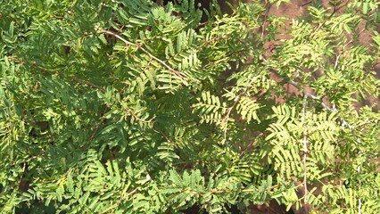 Prosopis Cineraria also called Shammi Plant for multipurpose use 