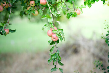 ripe apples hanging from a branch with a blurred background