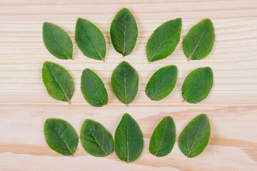 Straight lines of green leaves on wood background. Flat lay. Nature concept. Top view.