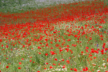 Field of Poppies, Castelluccio di Norcia, Italy
