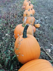 A row of big orange halloween pumpkins growing in a field