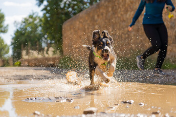 Gorgeous tricolor border collie puppy sprinting in a mud puddle next to his owner while running...