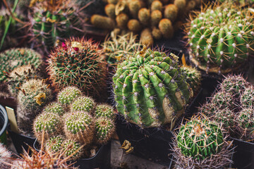 Obraz premium Cactus...