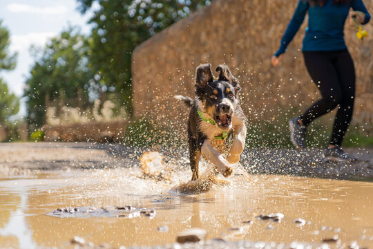 Gorgeous tricolor border collie puppy sprinting in a mud puddle next to his owner while running down the mountain, dog splashing water, excited dog