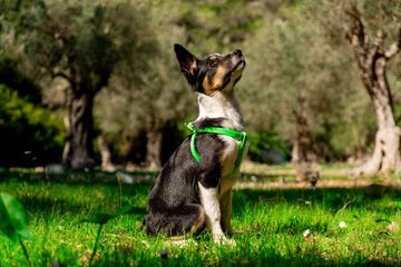 Profile of tricolor border collie dog puppy sitting perfectly looking up in a field of green grass with sunlight at noon