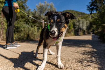 Tricolor border collie dog puppy for a walk on a road in a Mediterranean landscape forest, dog looks at camera