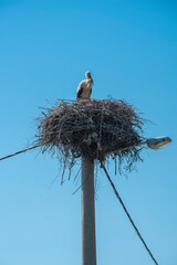 Beautiful proud white stork siting in his nest