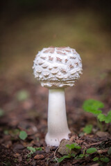 Beautiful brown and white mushroom in the forest