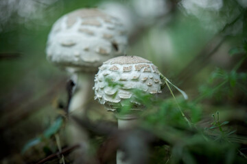 Beautiful brown and white mushroom in the forest