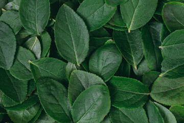 Green leaves background. Flat lay. Nature concept. Top view. Leaves pattern.