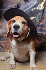 Dog in Halloween outfit.Beagle in helloween.
