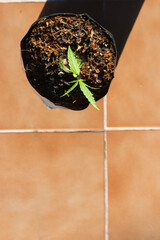 Marijuana seedlings in black nursery bags are marijuana that is being culled to be maintained...