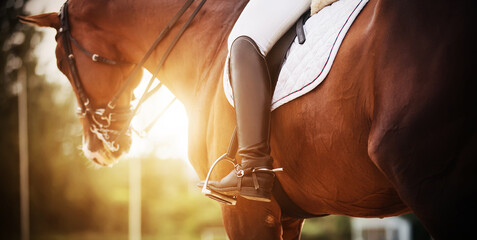A bay racehorse with a rider in the saddle, who has black boots with spurs, is illuminated by bright rays of sunlight. Horseback riding. Equestrian sport. - obrazy, fototapety, plakaty