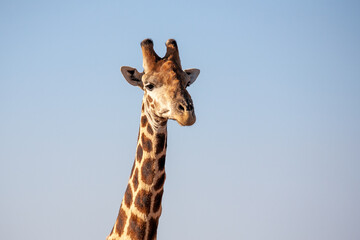 Obraz premium Giraffe head and neck