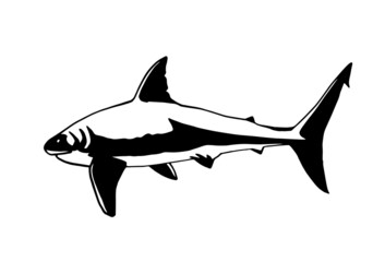 Vector hand-drawn shark isolated on white, illustration