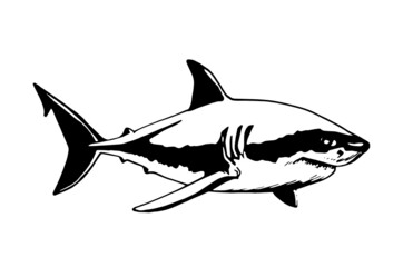 Vector hand-drawn shark isolated on white, illustration