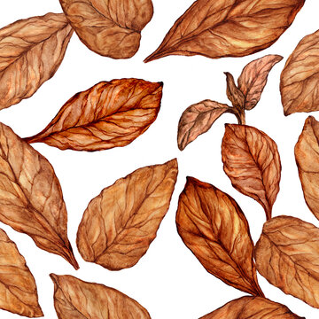 Seamless pattern of hand drawn tobacco leaves