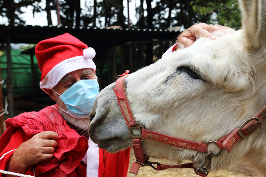 Donkey with Santa Claus