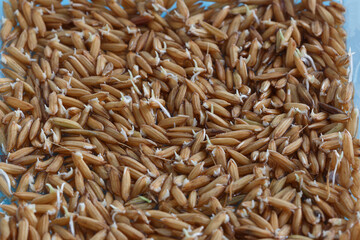 Close up, young rice plants that are germinating and growing.