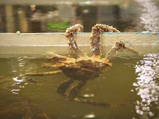 Alaska crab are climbing escaping from tank in seafood restaurants, fresh seafood