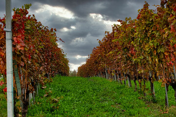 The vineyards in the Piedmontese Langhe: giometric games in the vineyards near Alba