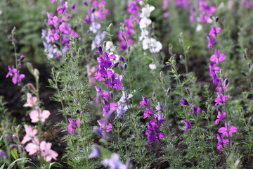 Multicolored summer flowers on a flower bed